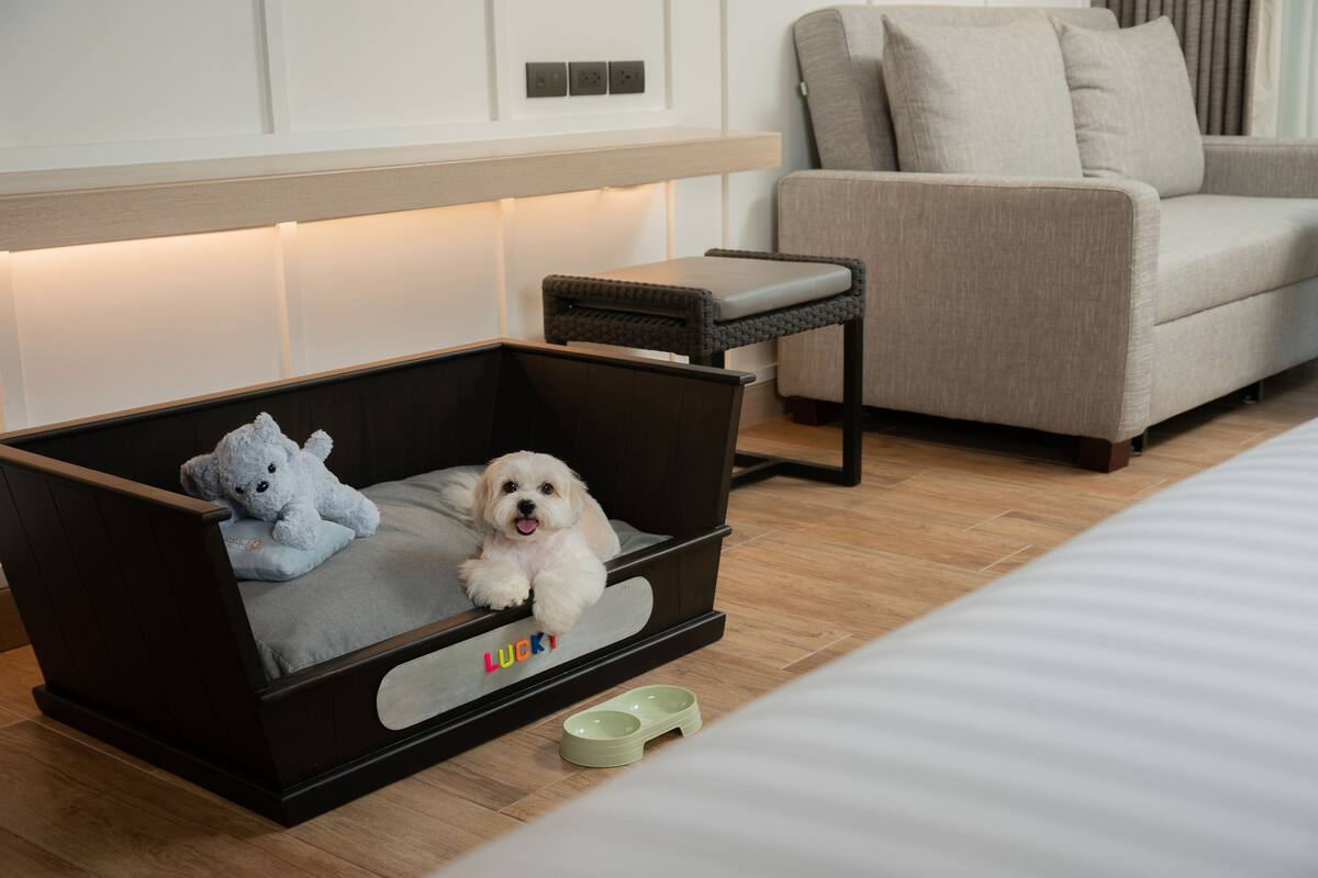 A small dog bed with a toy and a bowl, a sofa, and a wall with electrical outlets.