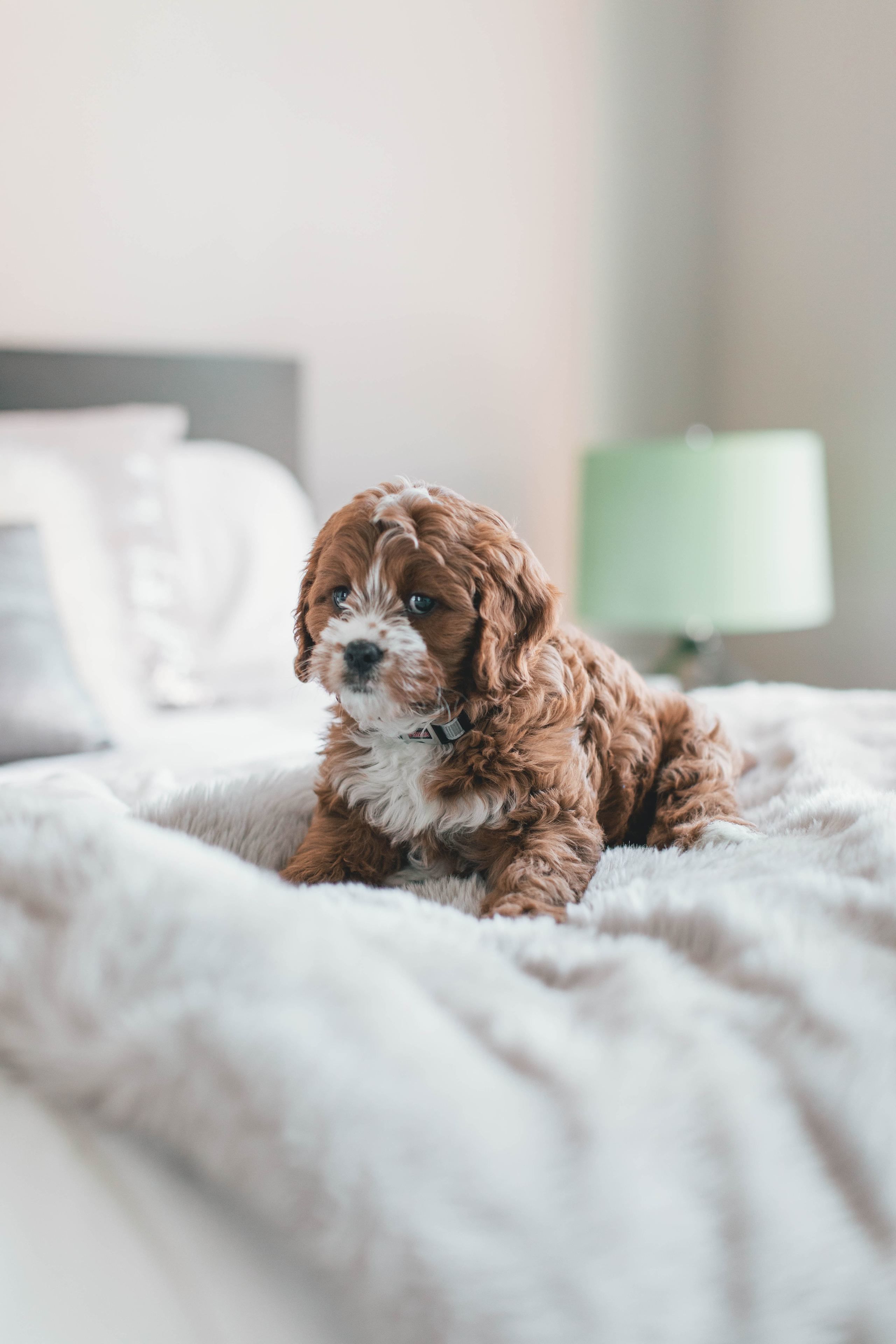A small brown dog lying on a white bed with a green lamp in the background.