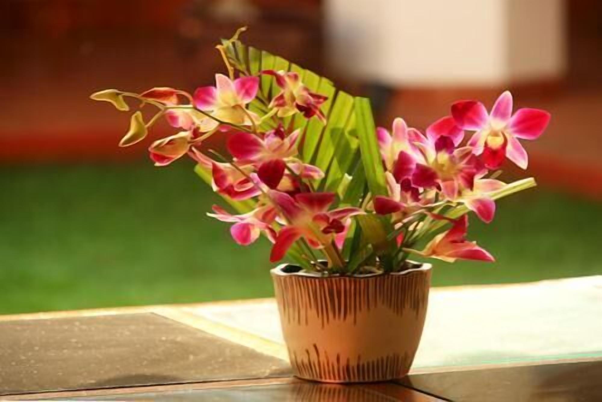 A potted orchid with pink and white flowers on a wooden surface.