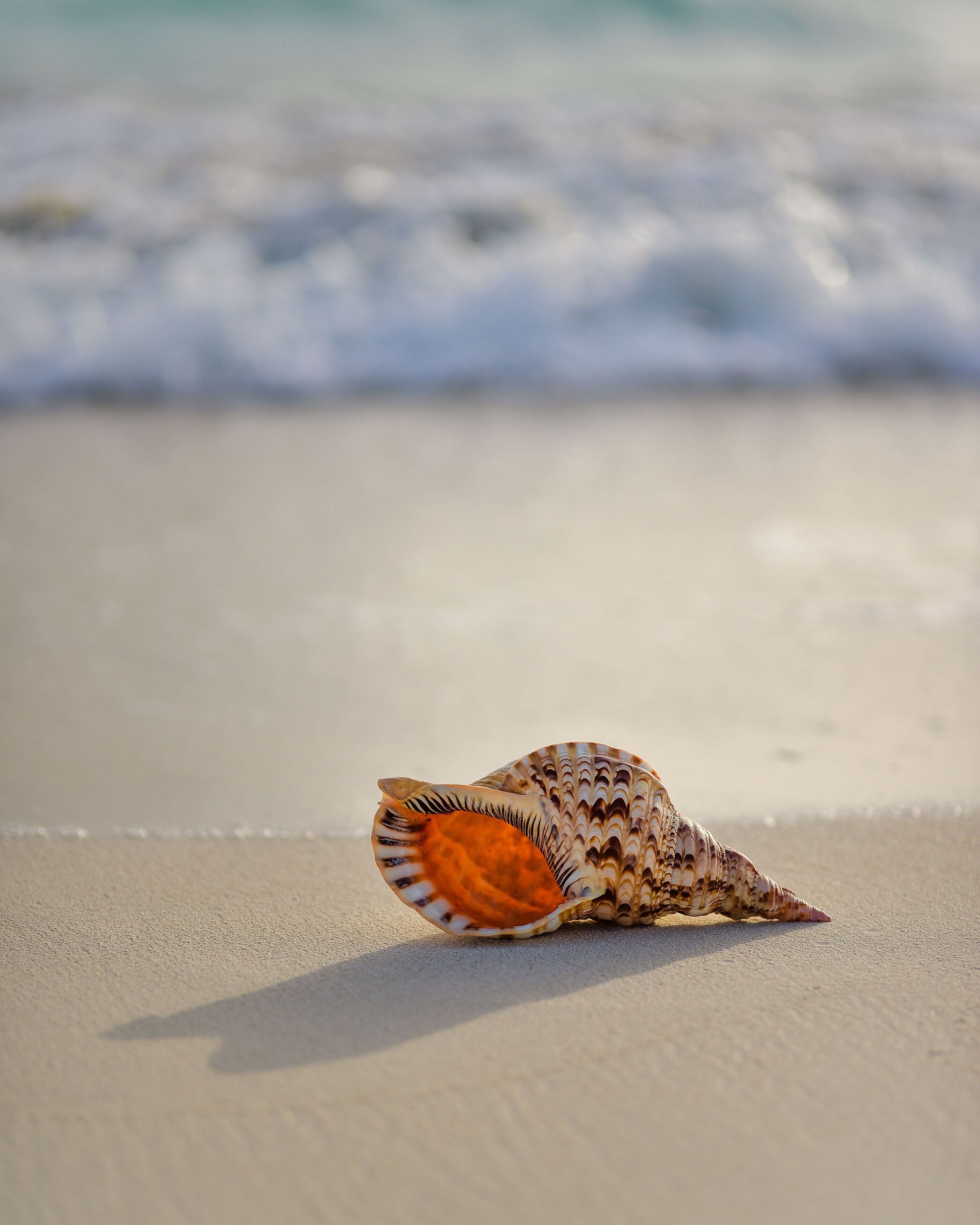 Un coquillage sur une plage de sable, avec les vagues de l’océan en arrière-plan.