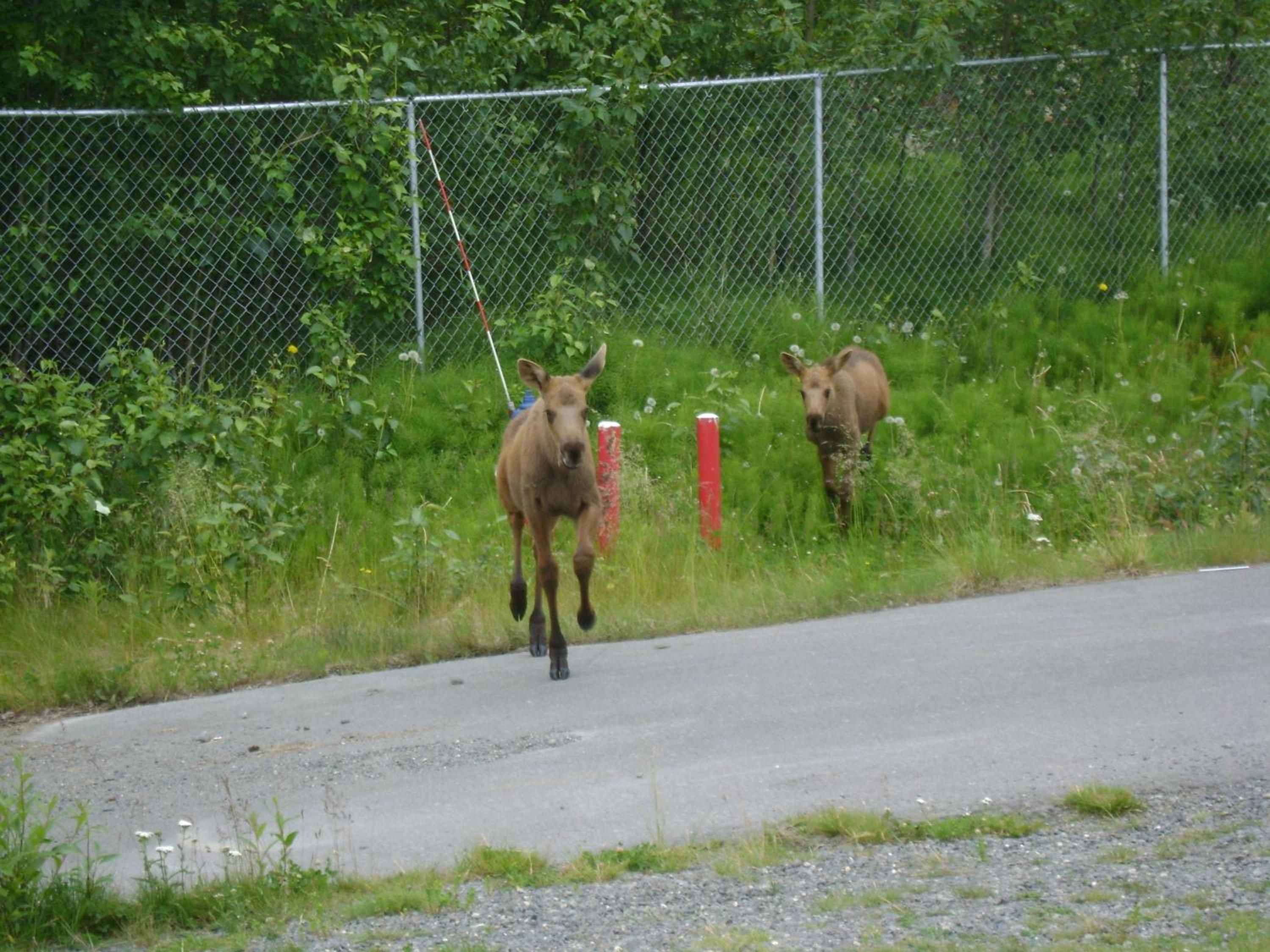 A road with a fence and vegetation on one side.