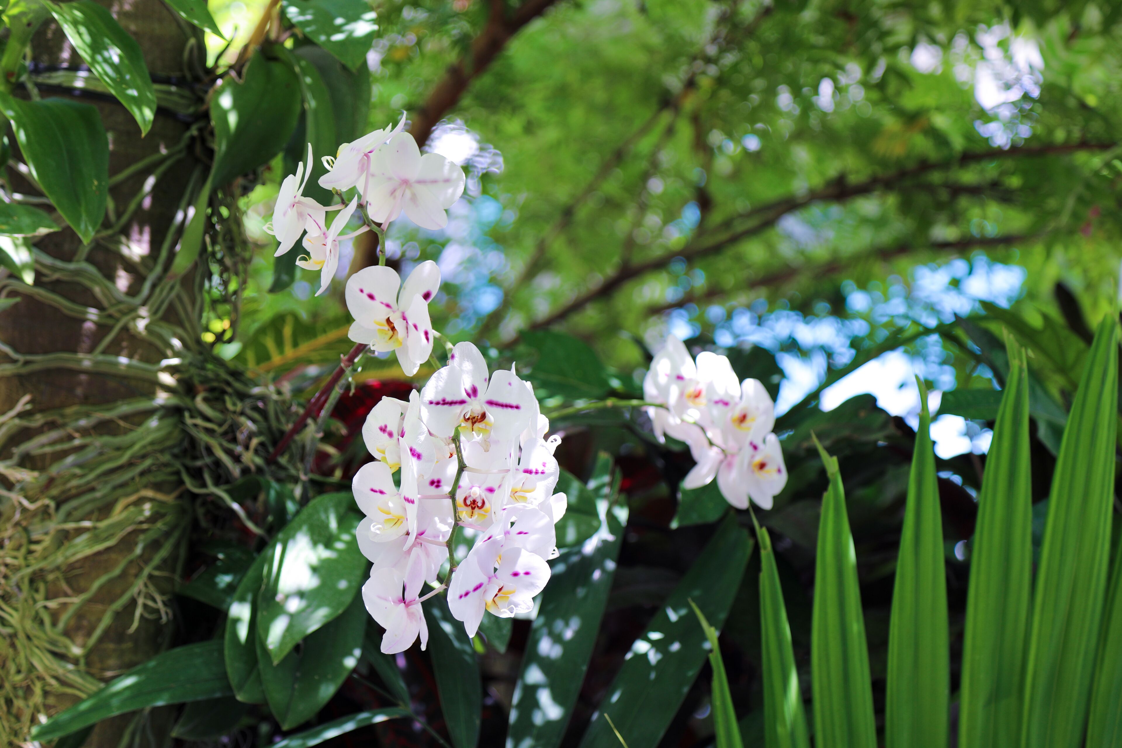 Eine Ansammlung weißer Orchideen mit rosa Zeichnungen, umgeben von grünem Laub.