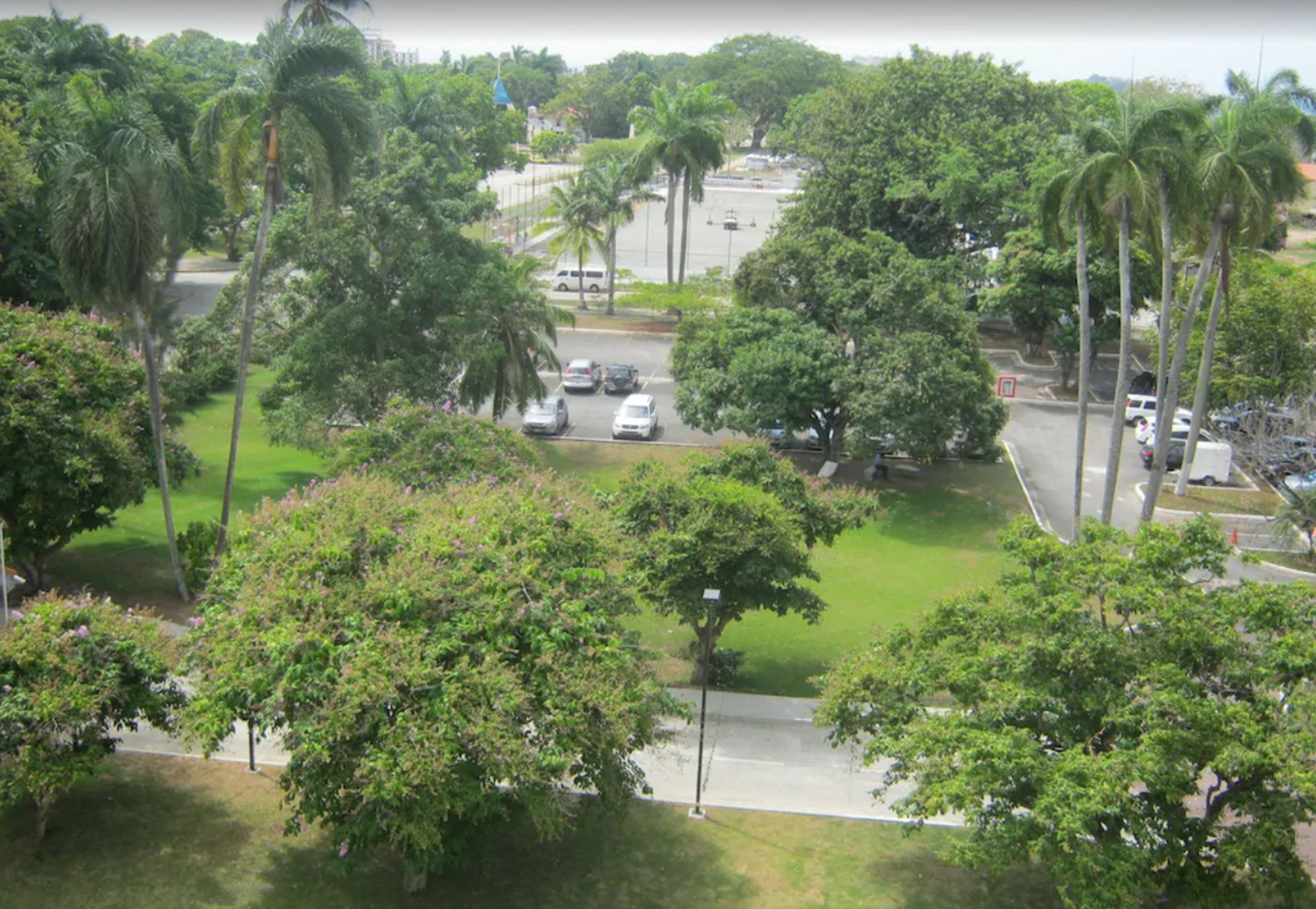 A lush green park with palm trees and a road with cars.