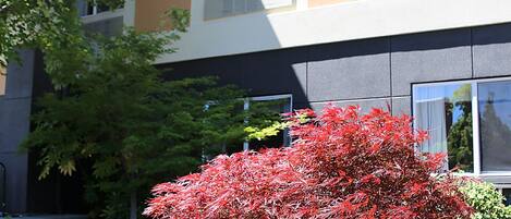 A building with multiple windows and a landscaped garden with a red-leafed tree.