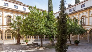 A courtyard with a palm tree, a bench, and potted plants.