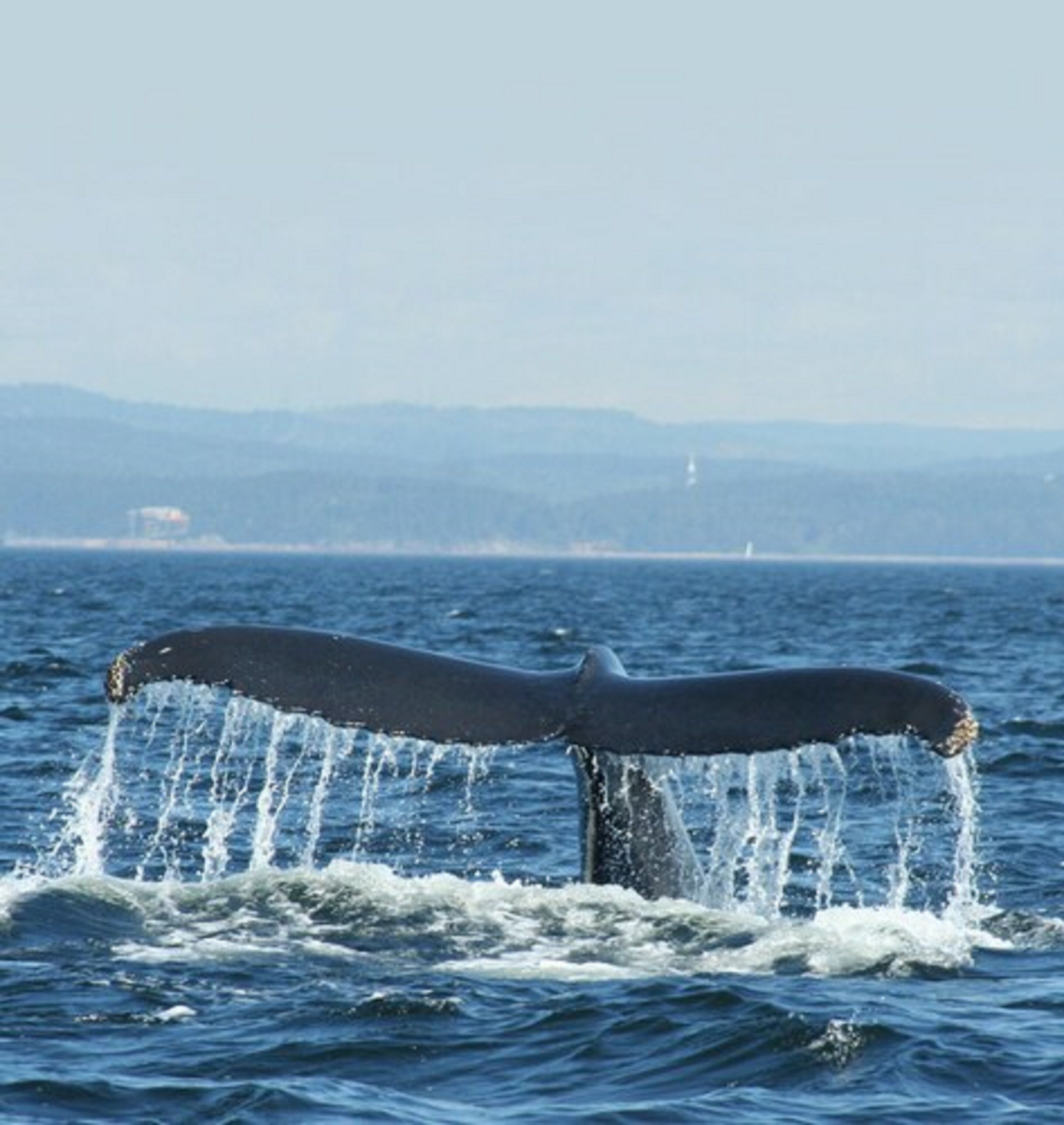 La cola de una ballena emergiendo del agua, creando un salpicón.