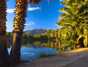 A serene landscape with a clear sky, palm trees, and a calm body of water reflecting the surroundings. - Raintree's Cimarron Golf Resort (Cathedral City)