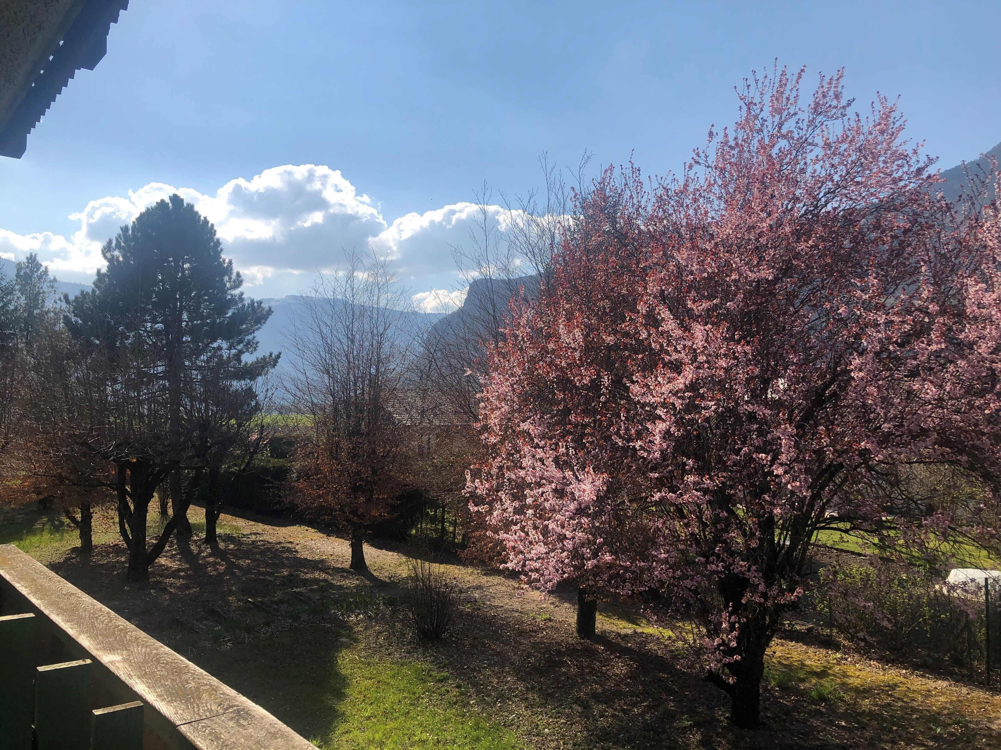 standard double room | garden view