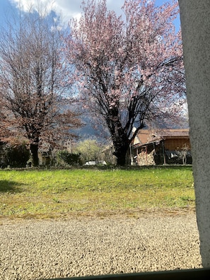 Garden view