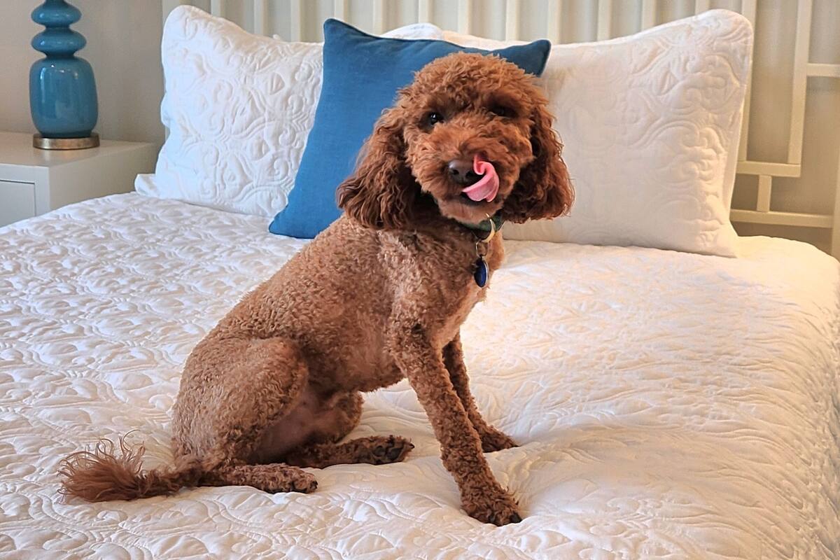 A dog sitting on a bed with a white headboard and blue pillows.