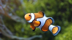 A clownfish swimming in clear water. - Hilton Garden Inn Bristol City Centre (Bristol)