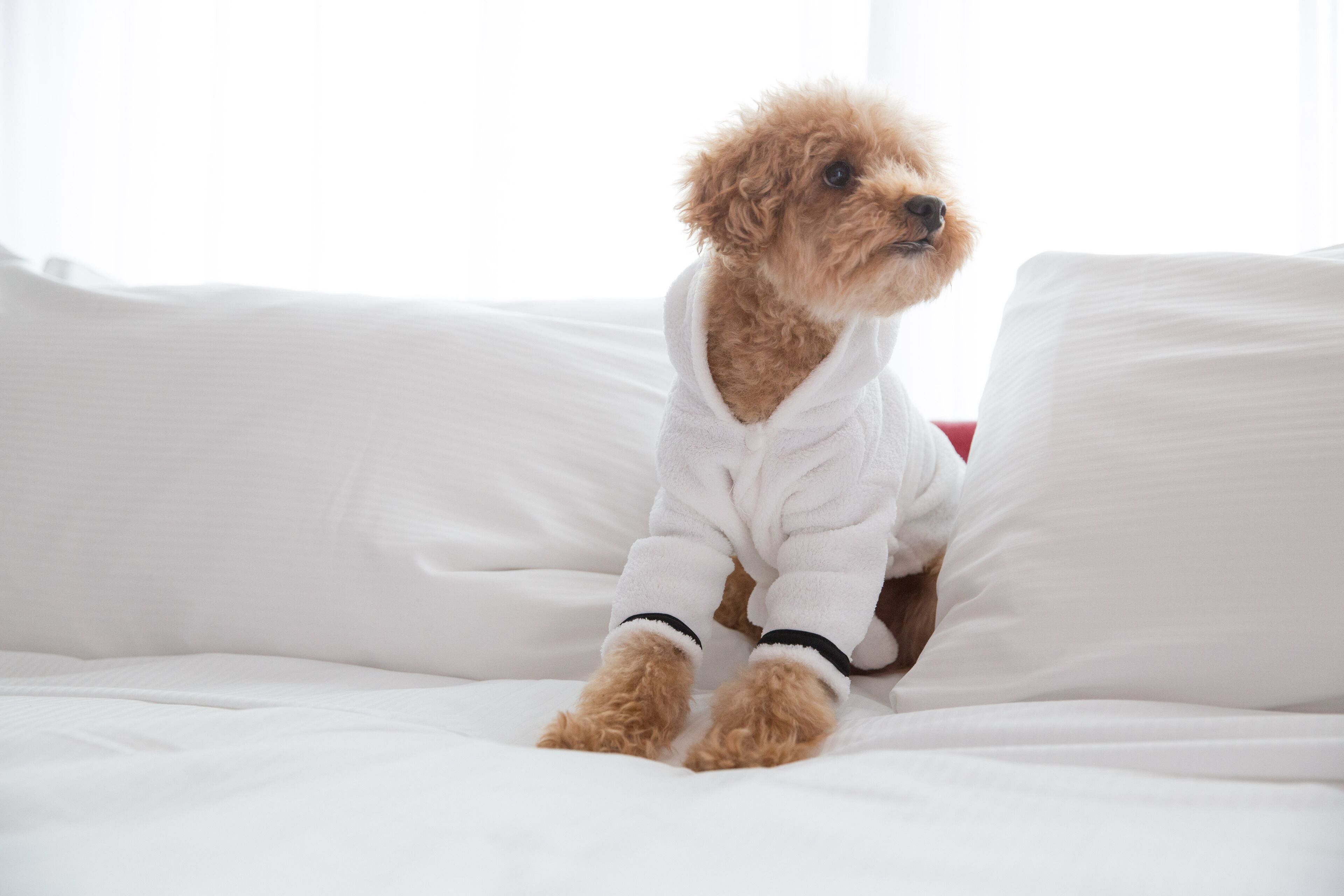 Un perro pequeño sentado sobre una cama blanca con un almohadón blanco.