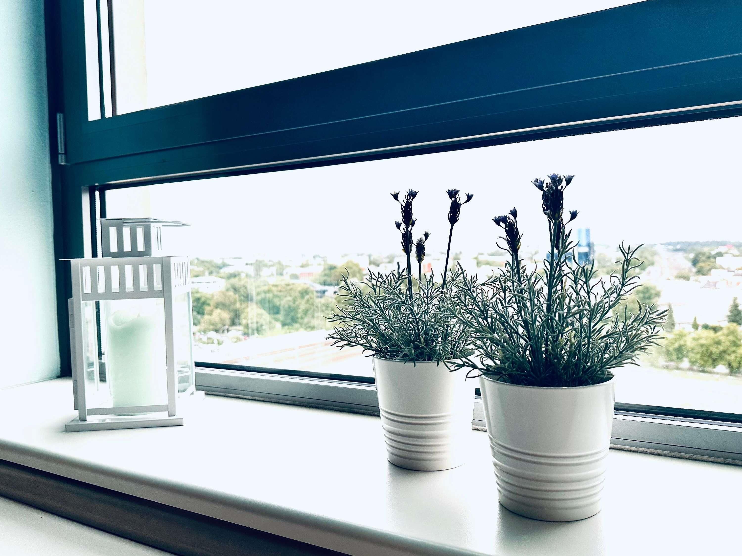 Ein Fenster mit zwei weißen Lavendelkübeln auf dem Fensterbrett, einem weißen Laternen und Blick auf eine Stadtlandschaft.