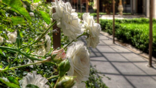 Um caminho de jardim com flores brancas e uma estrutura de vidro acima.