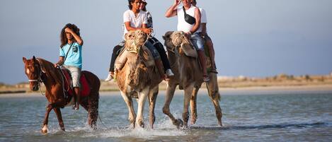 Drei Personen reiten auf Kamelen durch flaches Wasser, im Hintergrund ein Strand und ein klarer Himmel.