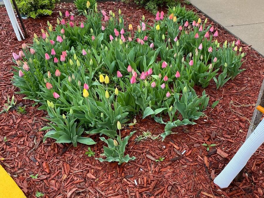 A landscaped area with a variety of plants and mulch.
