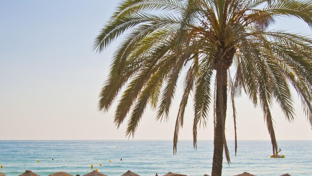 A beach with palm trees, sun loungers, and thatched umbrellas. - NH San Pedro (Marbella)