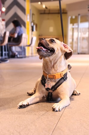 Animaux de compagnie acceptés