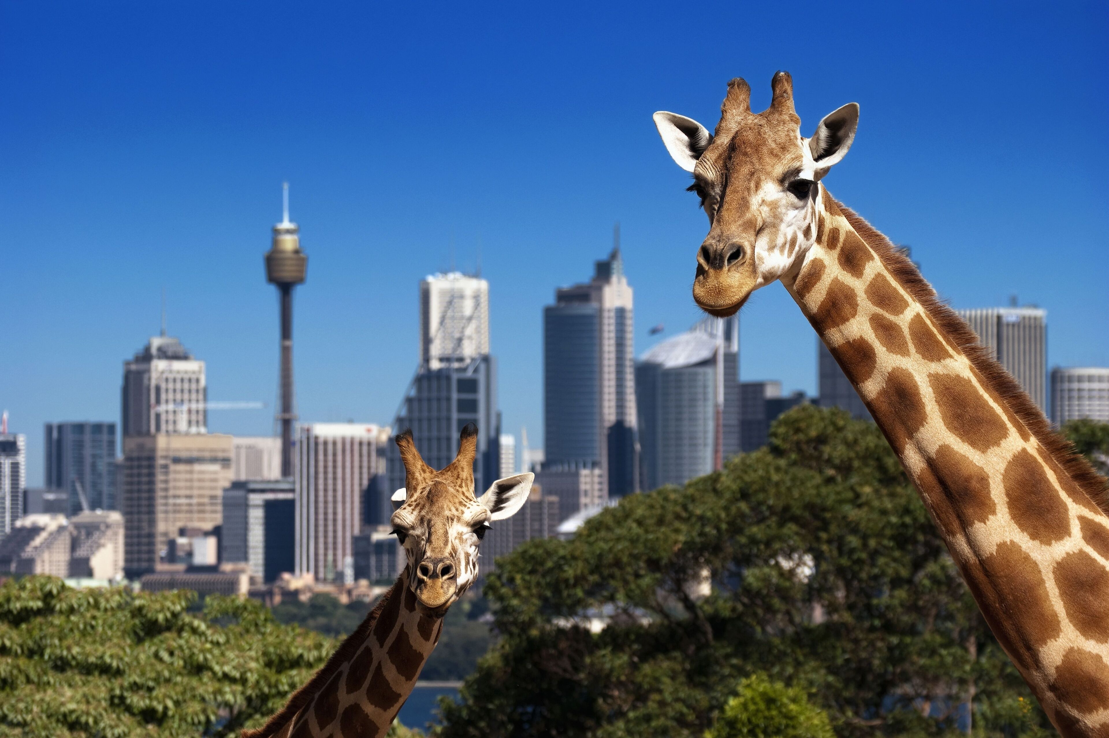 Two giraffes in an urban setting with a city skyline in the background.