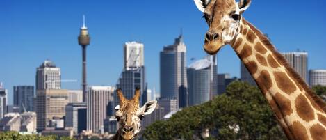 Two giraffes in an urban setting with a city skyline in the background.
