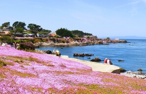 A coastal area with pink flowers, rocky shoreline, and houses in the background.
