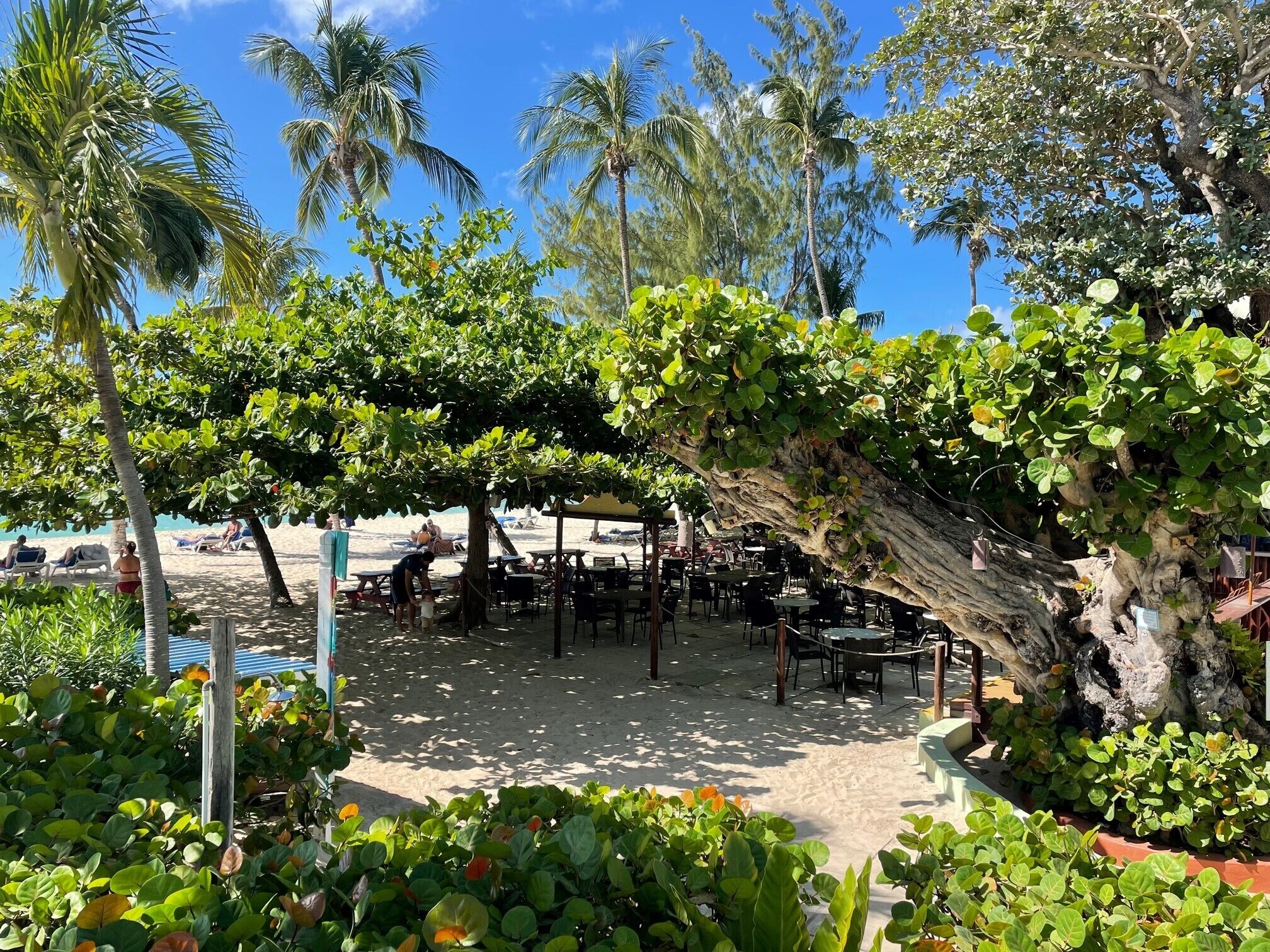 Ein Restaurant direkt am Strand mit Außenbereich, umgeben von üppiger Vegetation und Palmen.