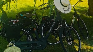 A bicycle parked under a willow tree with a basket and a hat on it.