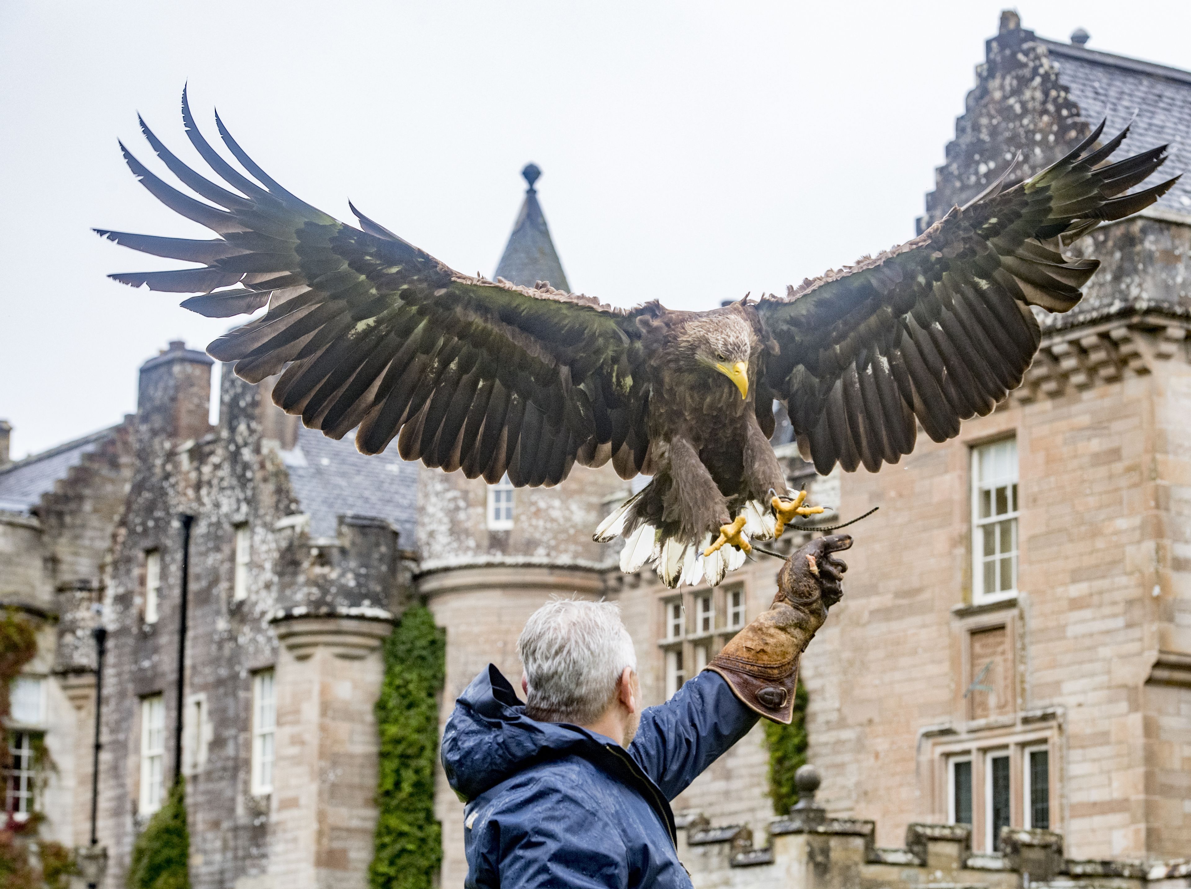 A person holding a large bird of prey, likely an eagle, with outstretched wings.