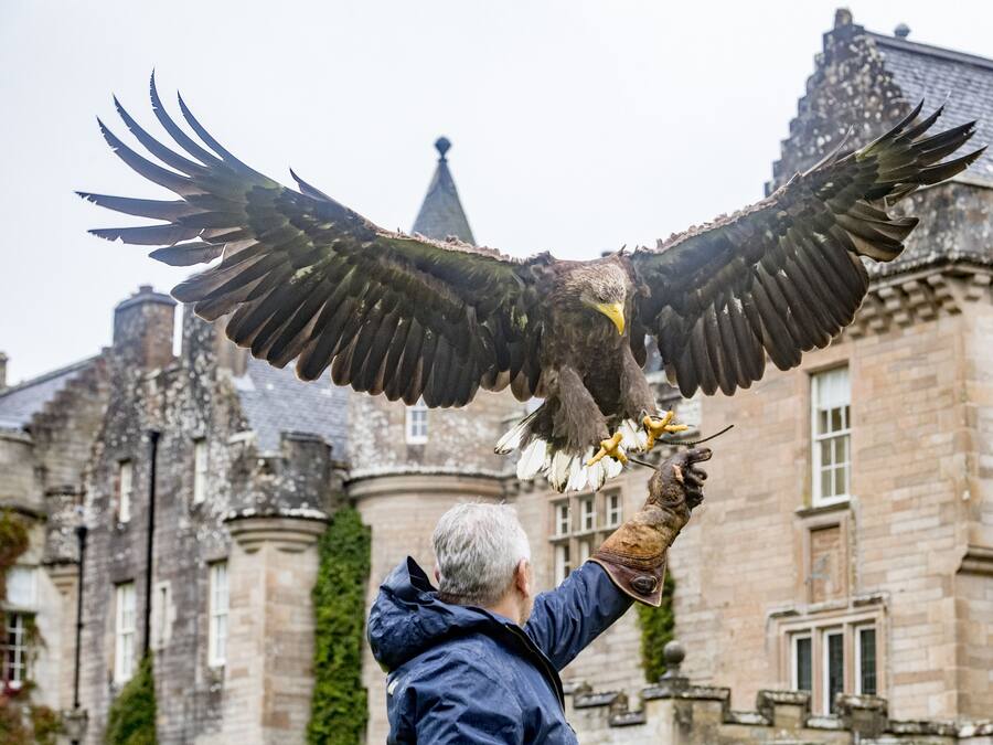 A person holding a large bird of prey, likely an eagle, with outstretched wings.