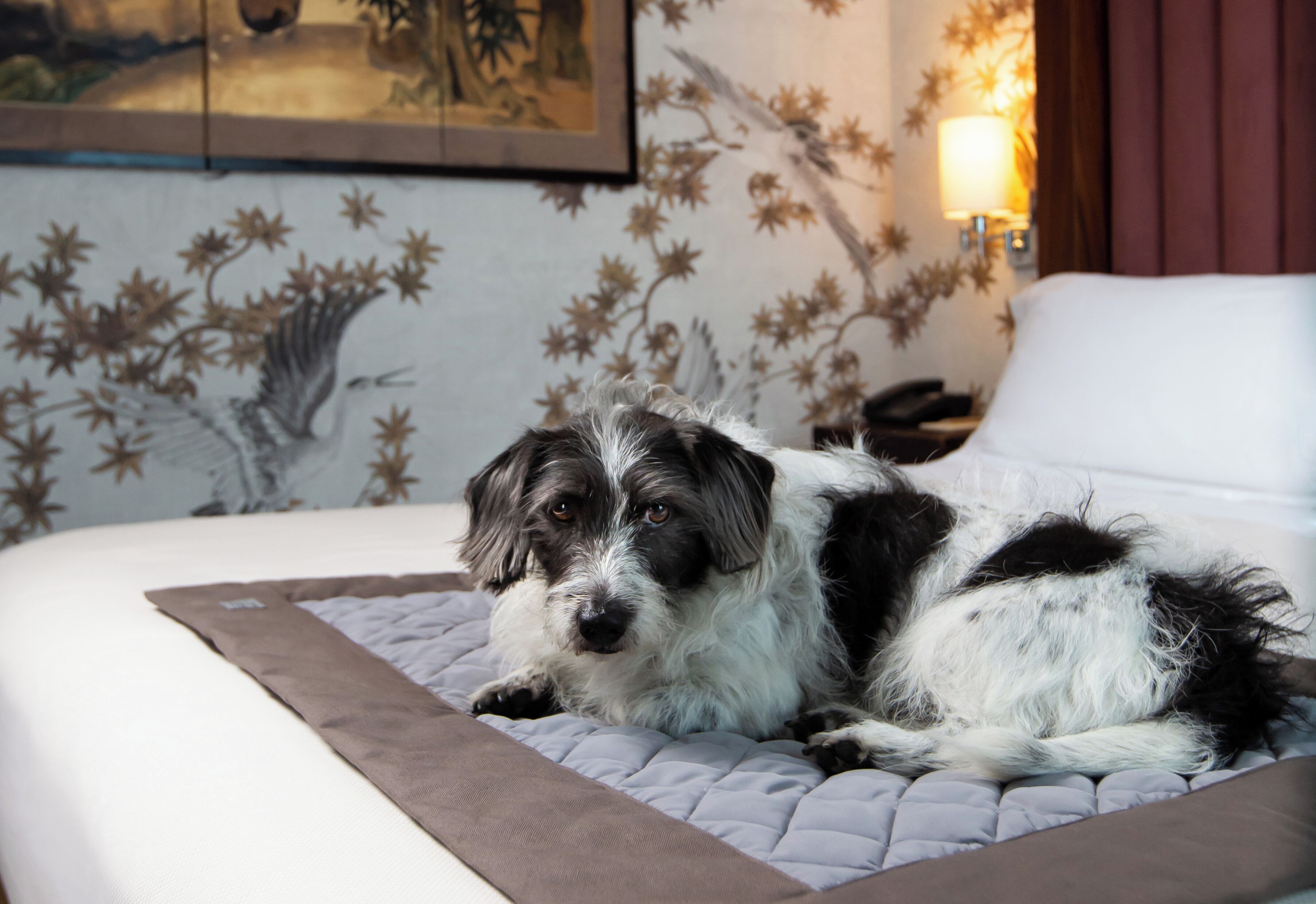 En hund som ligger på en säng framför en blommönstrad tapet, och bredvid sängen står ett litet bord med en lampa på.