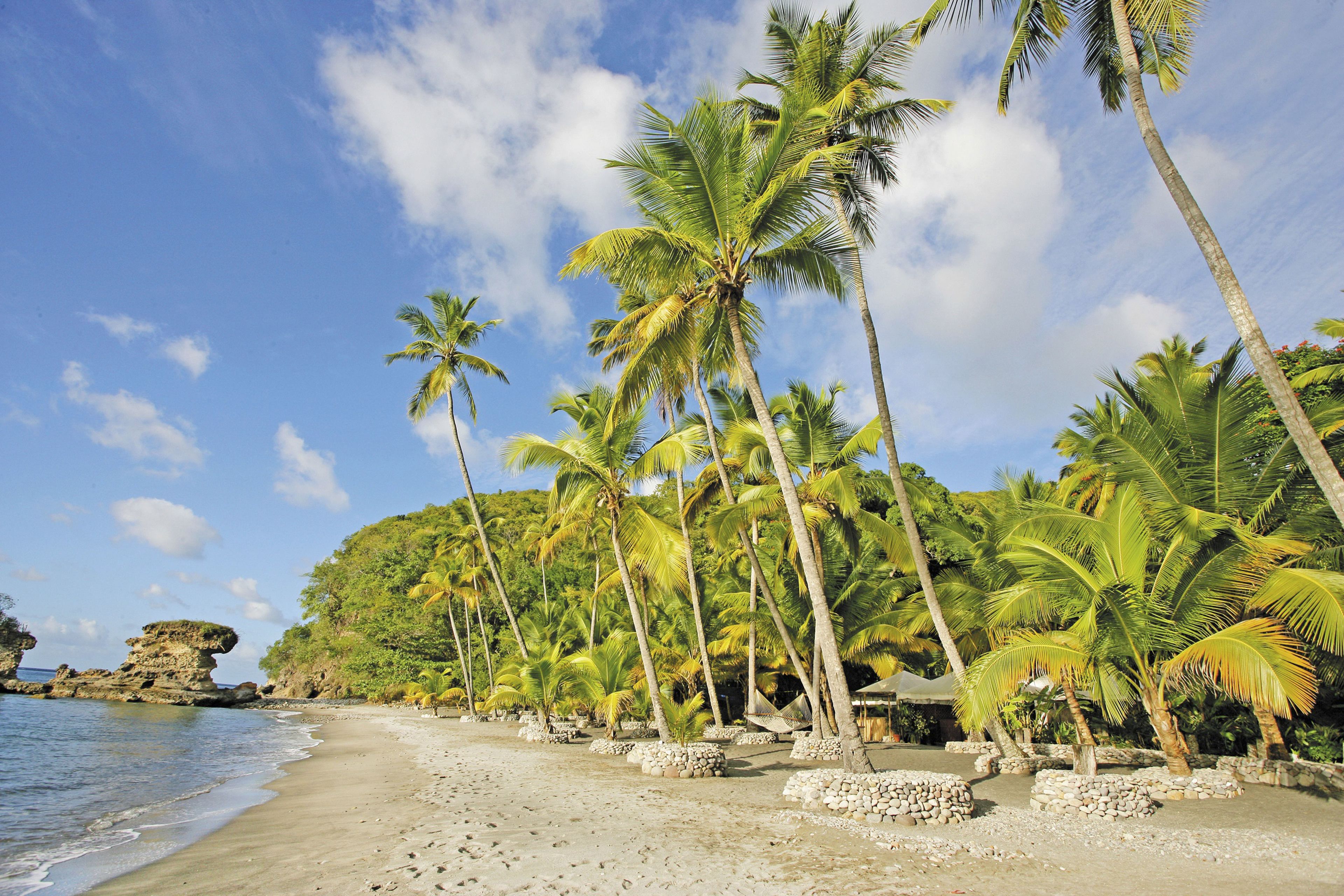A beach with palm trees and a clear sky.