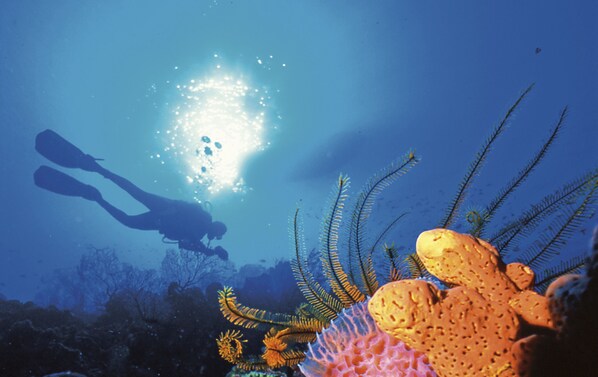 A diver in a blue underwater environment with coral formations. - Anse Chastanet Resort (Soufrière)