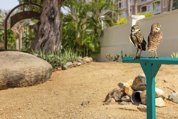 Two owls perched on a teal structure in a landscaped area with rocks and a tree.