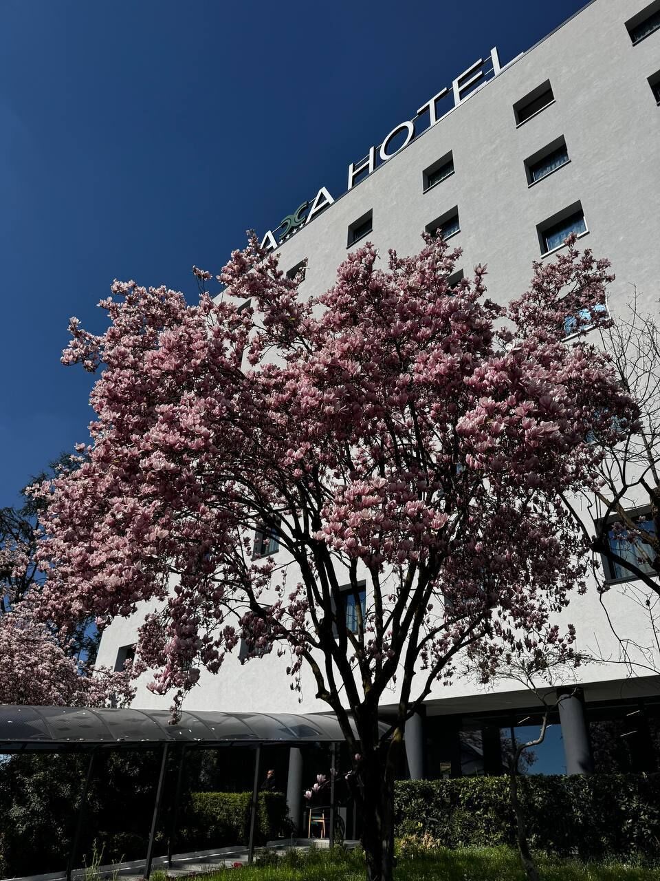 Un edificio con el letrero 'AIGA HOTEL', rodeado de cerezos en flor.