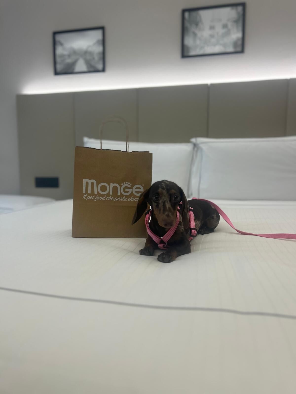 A dog in a harness on a bed with a brown paper bag labeled 'Monge' and two framed pictures on the wall.