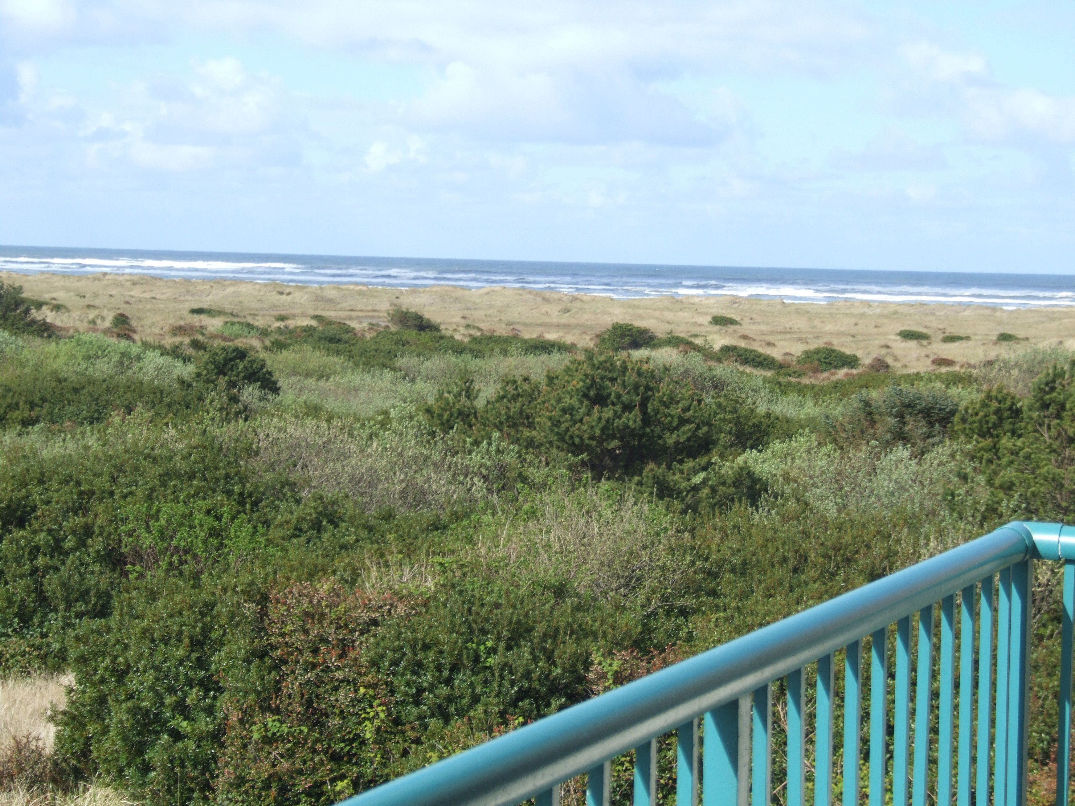 A coastal landscape with a view of the ocean and a grassy area with dense shrubbery.