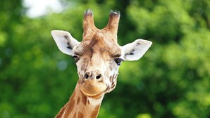 Der Kopf einer Giraffe vor unscharfem Grün.