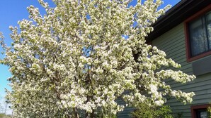 A tree with white blossoms in front of a house. - Super 8 by Wyndham Baxter/Brainerd Area (Baxter)