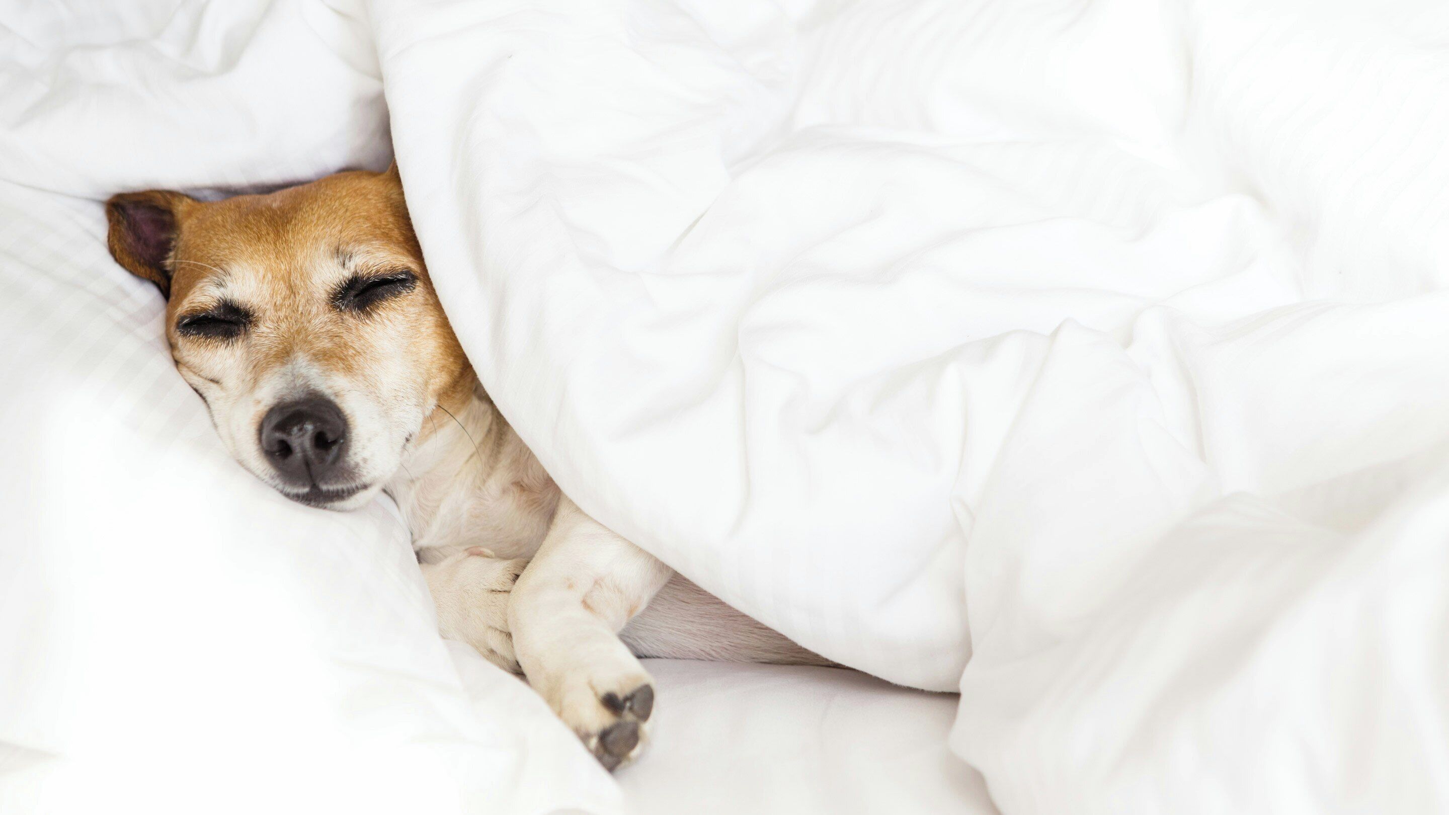 Ein Hund schläft unter einer weißen Decke im Bett.