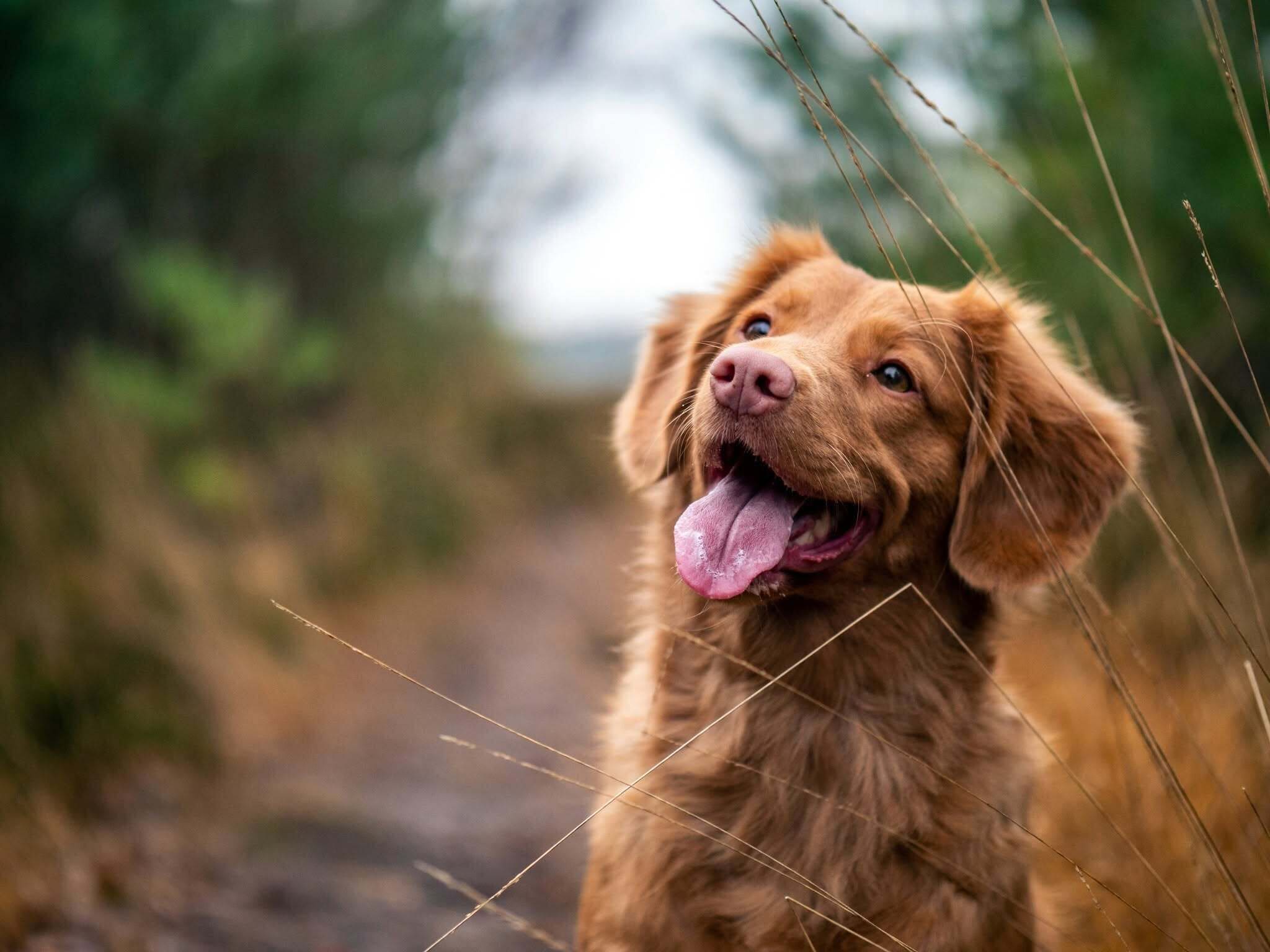 A dog with a brown coat and a pink nose, standing on a path surrounded by tall grass.