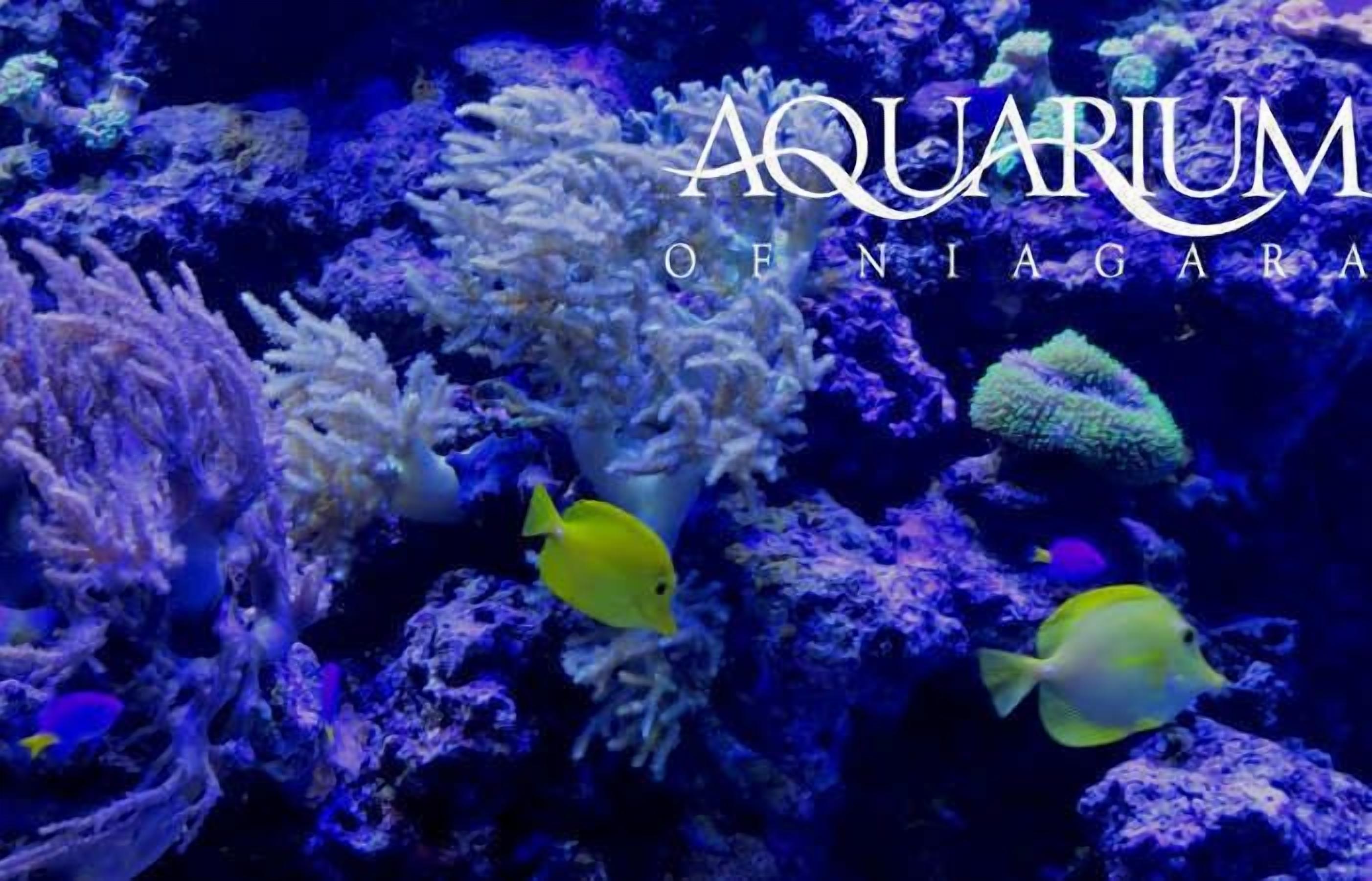 Foto - Super 8 by Wyndham Niagara Falls