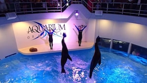 Un aquarium où des dauphins exécutent des numéros.