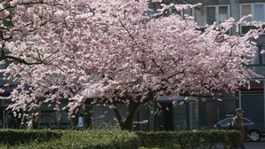 A cherry blossom tree in full bloom with a building in the background. - Bahn Hotel (Düsseldorf)
