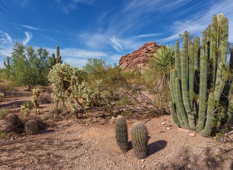 Orange Tree Resort - Image 53
