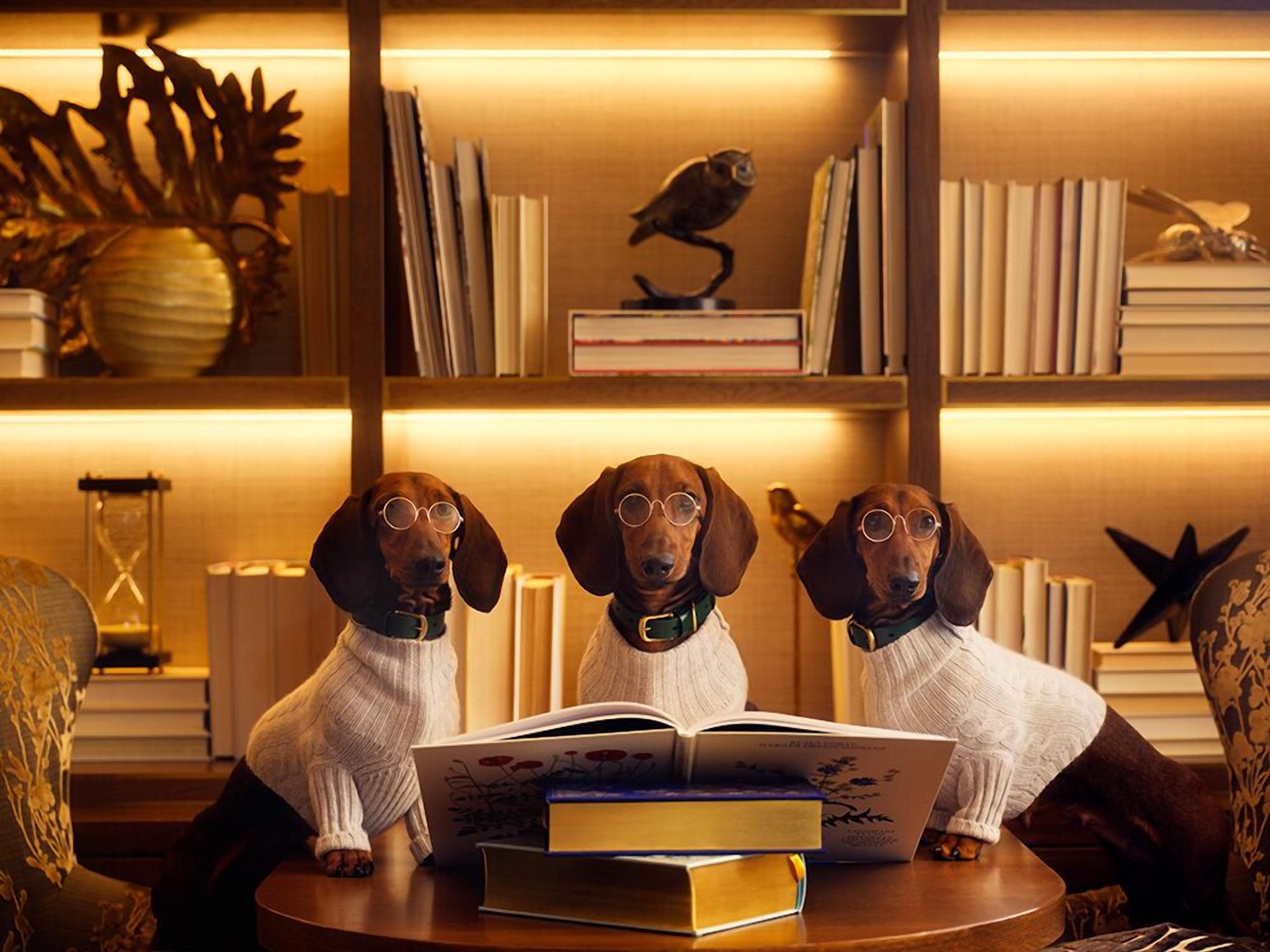 pet-friendly amenities