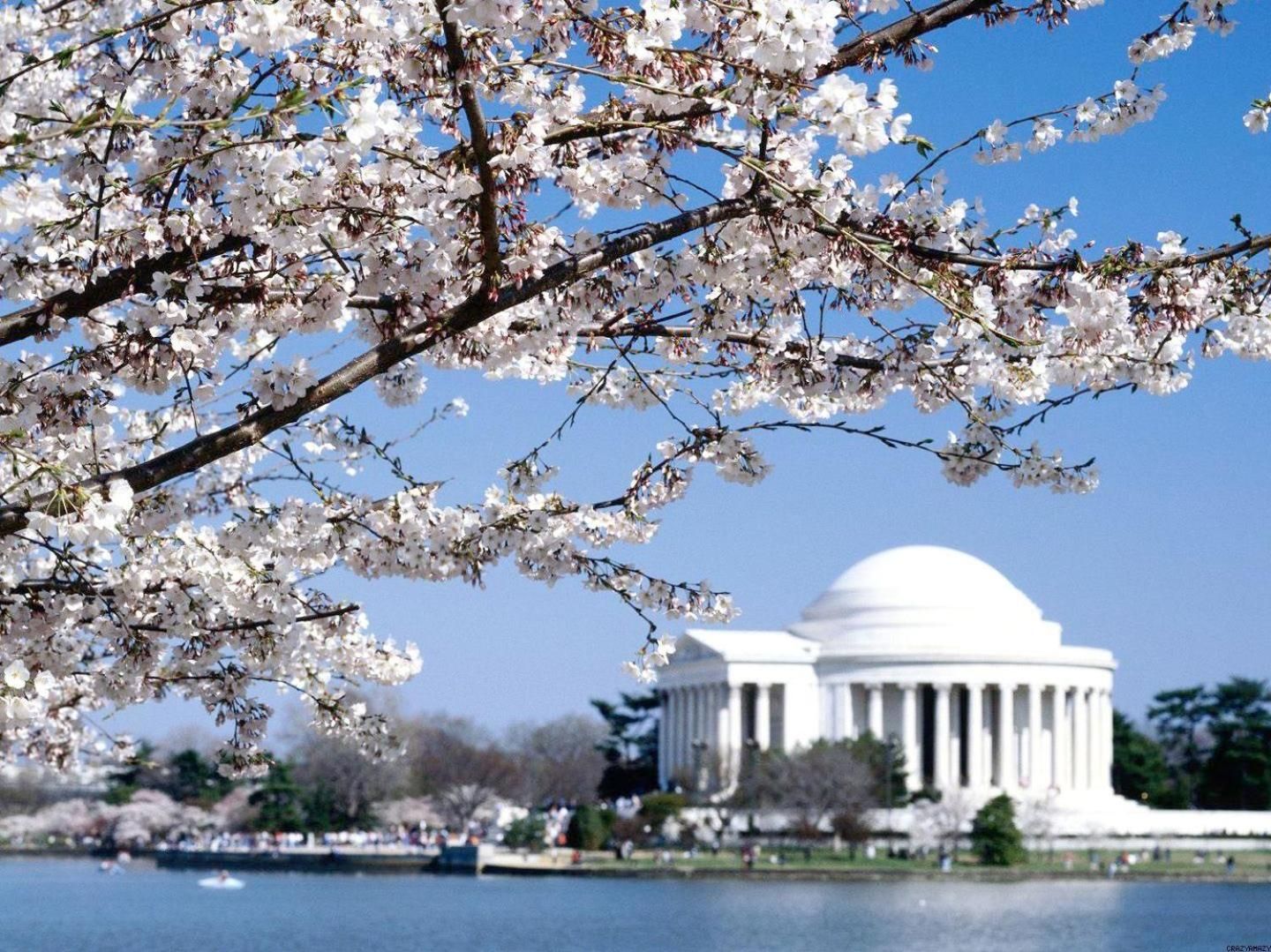 A building with a dome and columns, surrounded by a body of water and cherry blossoms.