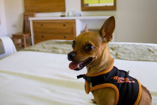 Un perro pequeño con una camiseta de Harley-Davidson sentado en una cama de una habitación de hotel.