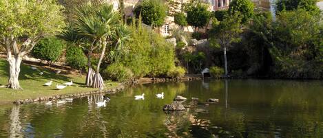 Un estanque tranquilo con cisnes y patos, rodeado de exuberante vegetación y arquitectura clásica al fondo.