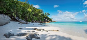 Vue sur la plage/l’océan