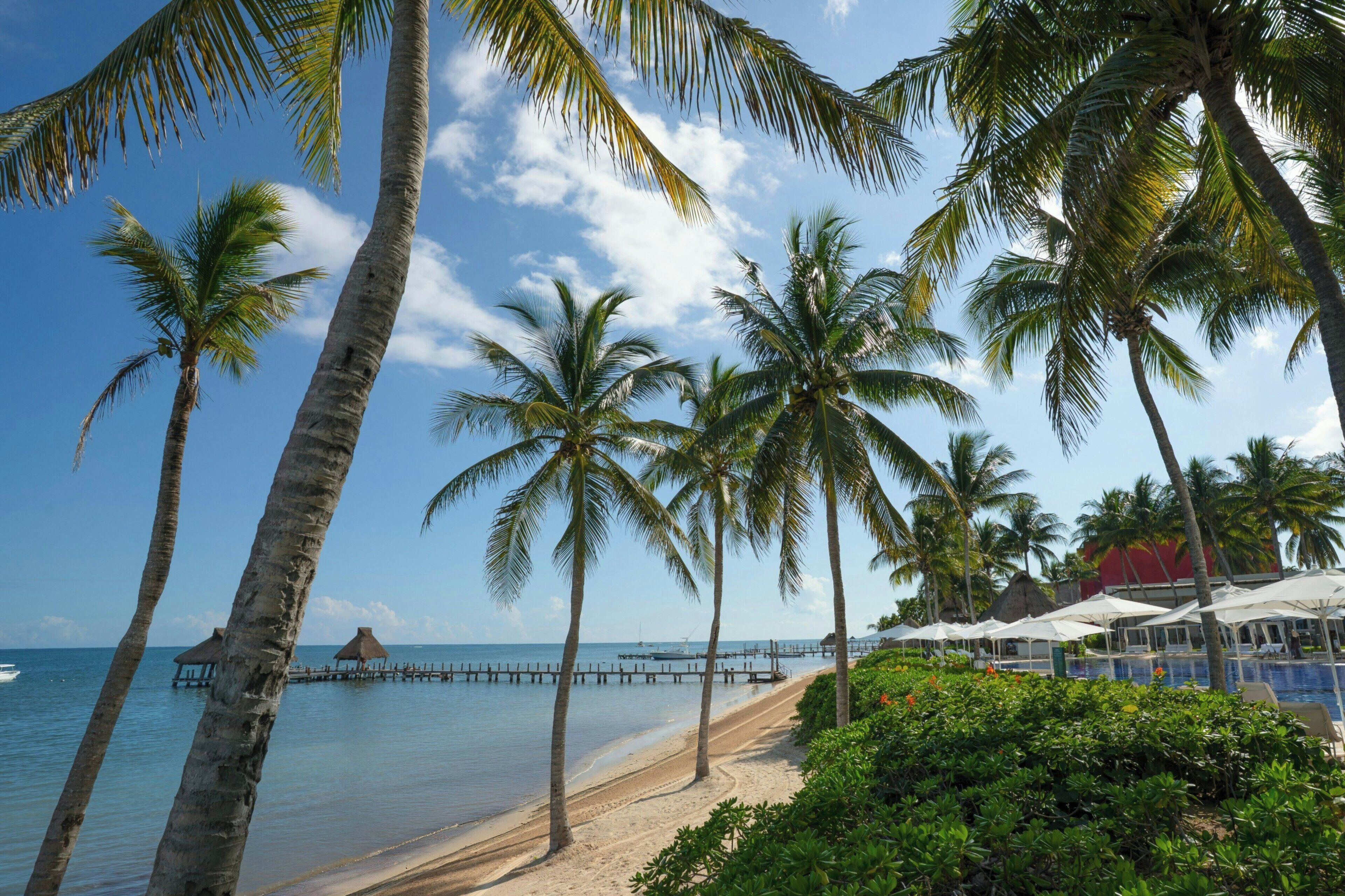 A beach with palm trees, a pier, and a pool area.